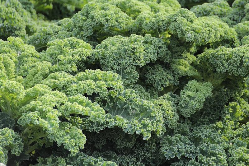 Sayuran Kale Grade A
